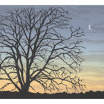 midwinter 2